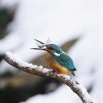 ①雪で冷え込む中でも、元気なカワセミ。我は厚着で。 ②雪原をゆくカワセミ。雪が降ってもカメラマン多数。 ③見事に大きな魚をゲット 今回も一瞬のシャッターチャンスを見事に撮られた、すばらしい写真ですね＾＾この一瞬のために寒...