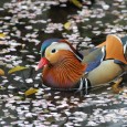 4月のギャラリー ①桜花びらに囲まれて。オシドリは殆ど北に帰りました。 ②魚を探してホバリング、ホーカスなんとか捉えました ③春爛漫、五条川での桜カワセミです。長い並木ですが数箇所のポイントでとまります 写真提供、コメント ...