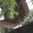 7月のギャラリー ① 久しぶりのカワセミ・・・6月初め、親子の微笑ましさにカメラマン多数。大府の池にて。一生懸命に餌を渡していました。 ② ゲット直後のダイサギ・・・矢作でいつも飛来するダイサギですが、飛ぶ水滴が面白い ③ ツミの幼鳥・・...