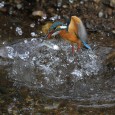 野鳥ギャラリーファンのみなさま、お待たせいたしました！ Dr.板津氏による４月のギャラリーです＾＾ 写真をクリックすると大きいサイズでお楽しみいただけます。 愛らしくも迫力のある写真を是非ご鑑賞ください！ カワセミのダイ...