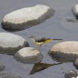 2012年3月の野鳥ギャラリー 野鳥ファンの皆様、お待たせいたしました! いよいよ春到来、今年も愛らしい鳥たちの写真をお楽しみいただけます^^ それではさっそく、Dr板津氏ご本人のコメントとご一緒にどうぞ! 1.1年ぶりに木曽川へカワセミ...