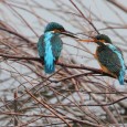 2012年4月の野鳥ギャラリー 先ほど板津先生から頂戴したばかりの野鳥写真です! 早速皆様にご覧いただきますね^^ 1.犬山の木曽川へ又通いはじめました。ペアリングの真っ最中です。 桜を撮影しに来る人は沢山ですが、川縁のカメラマンはち...
