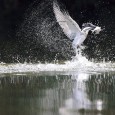 ３月のギャラリーも当店マスターの友人、Dr板津氏が素晴らしい写真を撮ってきてくださいました。 では御覧ください。     今回はヤマセミです。国内のカワセミ類では最大で鳩ぐらいあり、飛ぶ姿は白です。（ […]