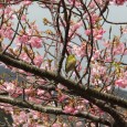 今日は自転車のお話はちょっとお休みして、 板津先生の写真ギャラリーをお届けいたします。 暖かくなったとおもえば寒かったりとコロコロ変わる陽気ですが、 季節は3月、もうすぐ春ですねぇ。というわけで今日は桜の写真です。 花粉 […]
